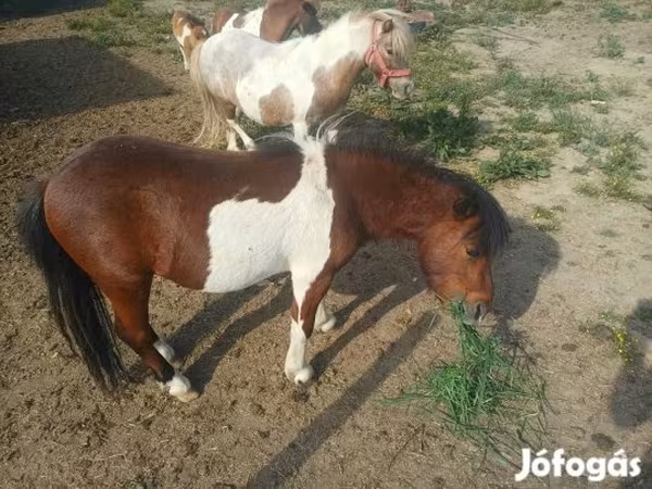 Cavallo, Shetland Pony