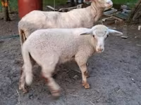 Vædder, Får — foto 2