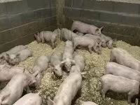 หมูป่าตัวผู้, Крупная белая — รูปภาพ 2