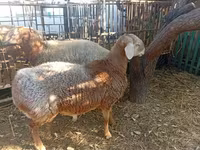 قوچ, Hissar sheep — عکس 5