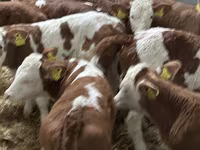 Bydło (partia, płeć nieokreślona), Russian Black pied cattle — zdjęcie 6