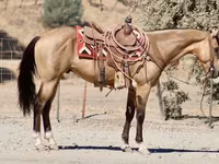 公马, Quarter Horse — 照片 8