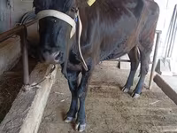 Ko, Russian Black pied cattle — foto 1