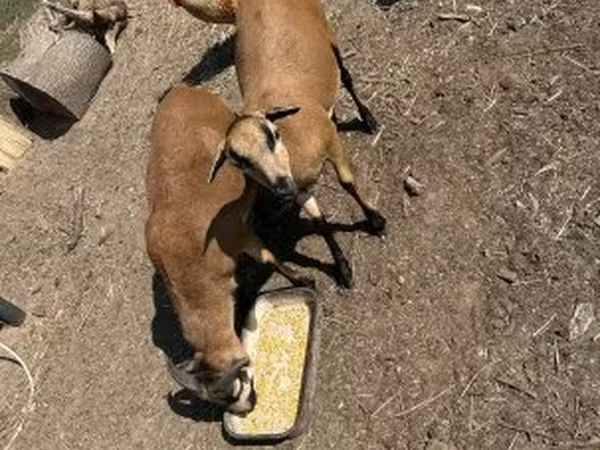 Қошқар, Cameroon sheep