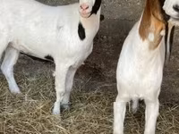 母山羊, Boer goat — 照片 7