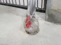 Chickens — รูปภาพ 1