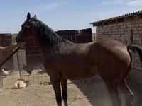 Pastuv, Friesian sport horse — fotografija 7