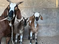 بز ماده, Nubian Goat — عکس 2