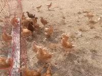 Chickens — foto 1