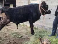 گاو نر, Simmental cattle — عکس 7