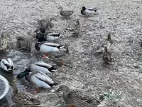 Ducks — zdjęcie 2