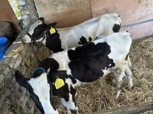 Bou, Russian Black pied cattle