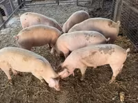 Vier, Porci — foto 2
