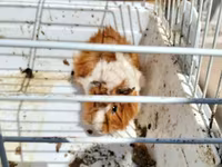 Heyvan: Dekorativ dəniz donuzu (guinea pig) Xüsusiyyətlər: - Rəng — 3 зураг