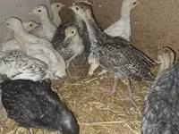Turkeys — รูปภาพ 5