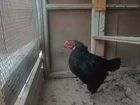 Chickens — عکس 1