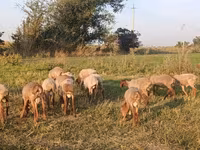 Berbec, Romanov sheep — foto 2