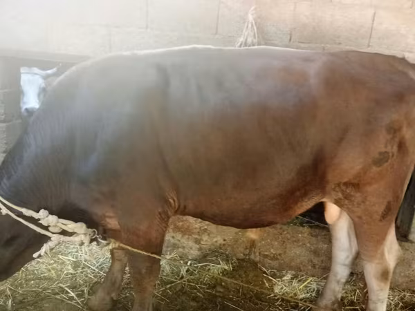 Toro, Swiss cattle