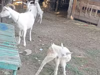 Cabra, Dutch Landrace goats — foto 6