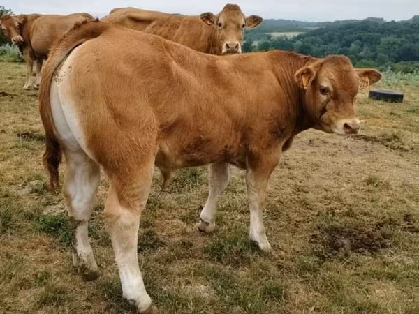 Limousin-Kuh