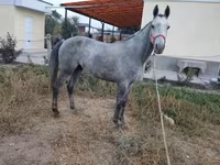 Hingst, Thoroughbred horse — foto 1