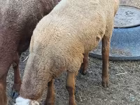 Vædder, Rhon sheep — foto 7