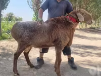 قوچ, Arashan sheep — عکس 1