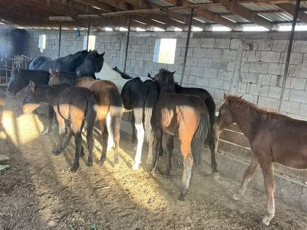 Cavalla, Cavalli