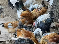 Chickens — 2 зураг