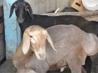 Dume la kondoo, Hissar sheep — picha 4