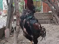 Chickens — عکس 4