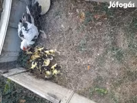 Ducks — Foto 2