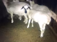 بز (گروه، جنسیت مشخص نشده), بز — عکس 1