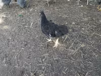 Chickens — ფოტო 2