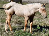 Адуу, Quarter Horse — 7 зураг