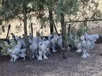 Брама — снимка 1