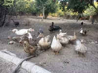 Ducks — foto 2