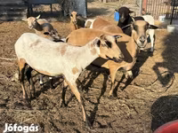 Owca, Cameroon sheep — zdjęcie 2