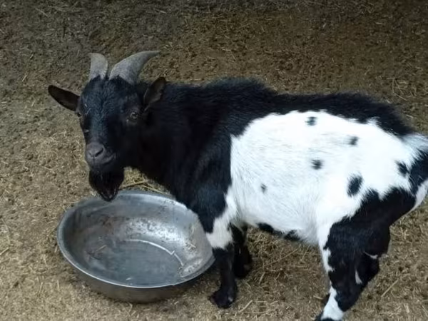 Kozioł, Nigerian dwarf goats