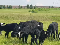 በግ, Romanov sheep — ፎቶ 2