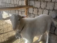 Արու այծ, Saanen goat — լուսանկար 1