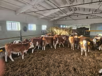 Býk, Simmental cattle — foto 4