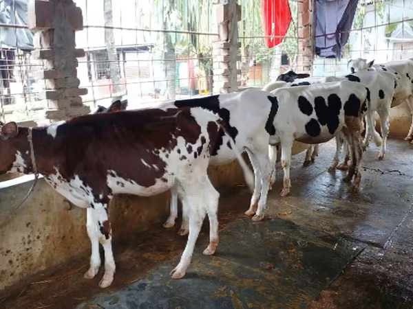 Cow, Holstein breed — Bangladesh