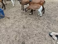 Får, Cameroon sheep — foto 6