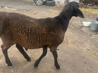 แกะตัวผู้, Rhon sheep — รูปภาพ 4