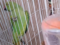 Qəfəslə erkəy 200 azn vatsap əlaqə Nimfa (Cockatiel) tutuquşu və qəfəs — عکس 2