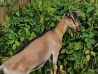 თხა, Saanen goat — ფოტო 7