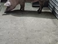 Eber, Schweine — Foto 1
