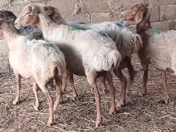 Sheep, Sheep — Azerbaijan