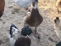 Domestic Muscovy — foto 3